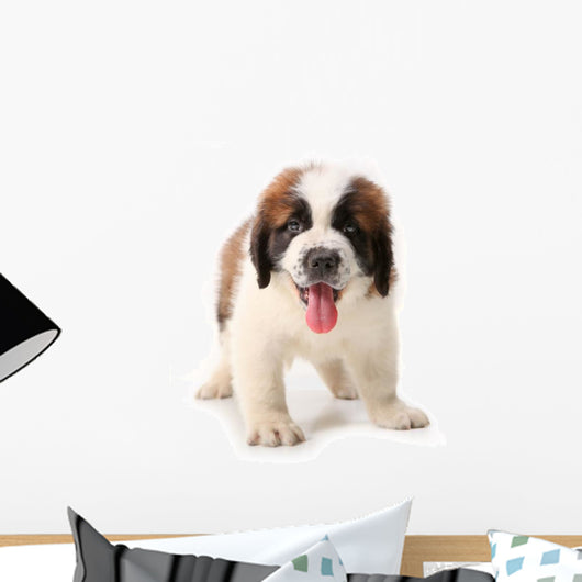 Panting Saint Bernard Puppy