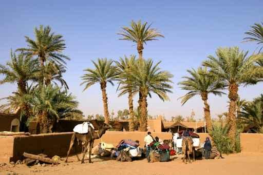 Oasis Desert Wall Decal Design 2