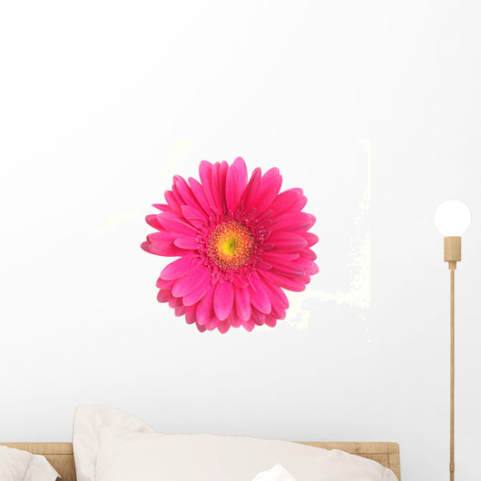 Pink Gerbera