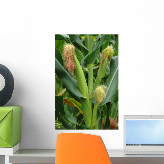 Corn Stalk in a Corn Field on the Island of Pico Wall Mural