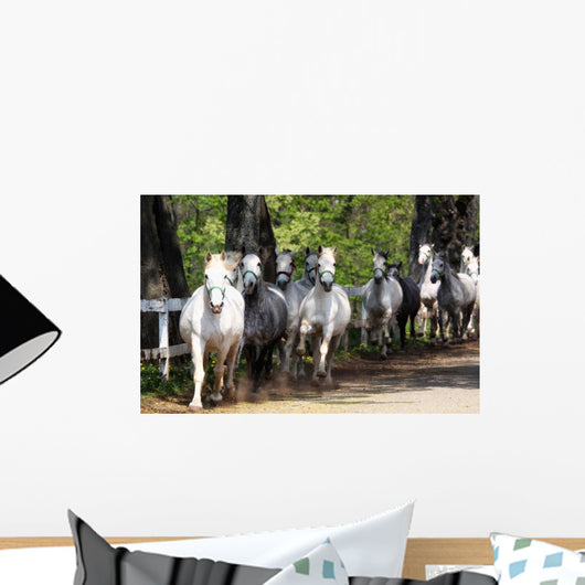 Lipizzan Horses