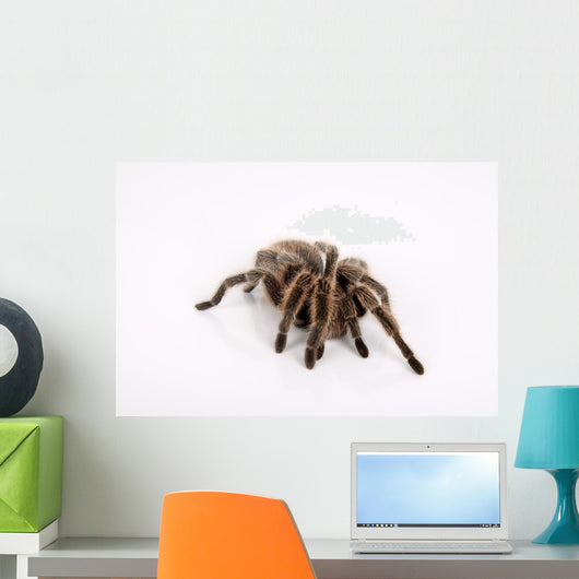 Ngstliche Vogelspinne