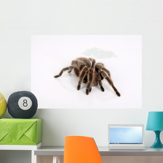 Ngstliche Vogelspinne
