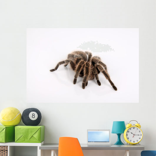 Ngstliche Vogelspinne