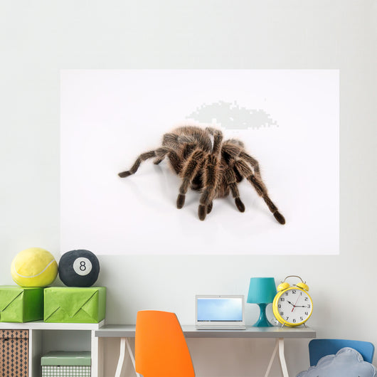 Ngstliche Vogelspinne