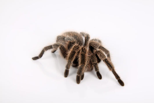 Ngstliche Vogelspinne