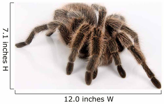 Ngstliche Vogelspinne