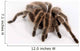 Ngstliche Vogelspinne