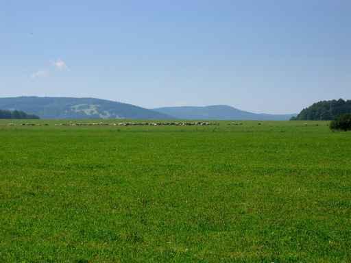 Meadow Wall Decal Design 2