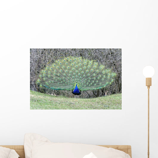 Peacock Peafowl Genus Pavo