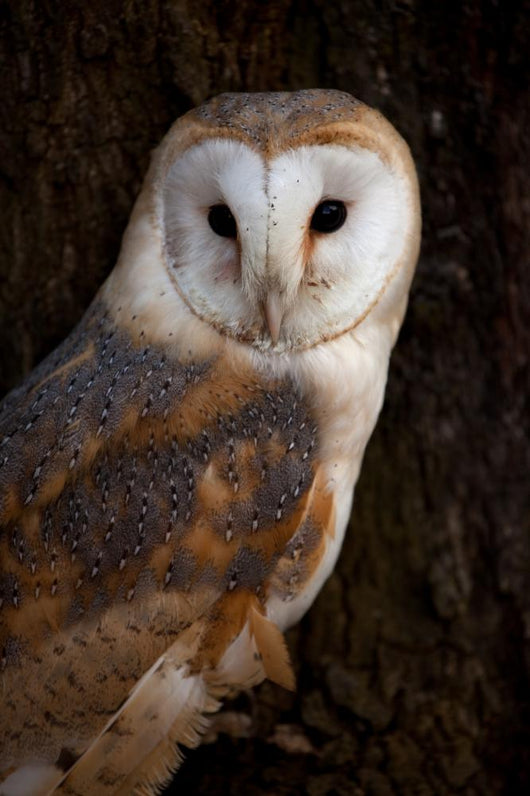 Barn Owl Tree