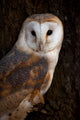 Barn Owl Tree