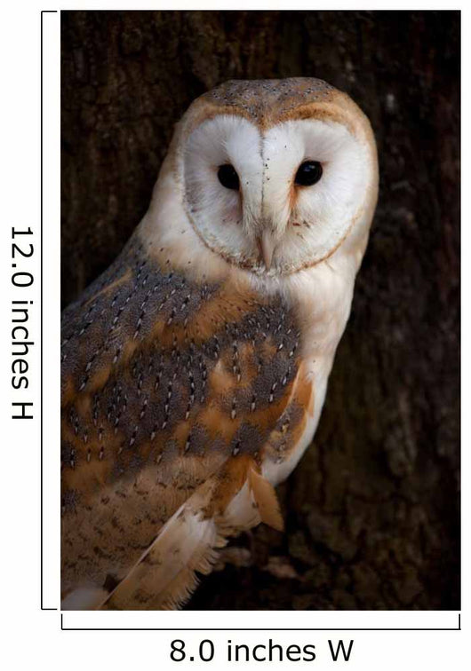 Barn Owl Tree