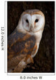 Barn Owl Tree