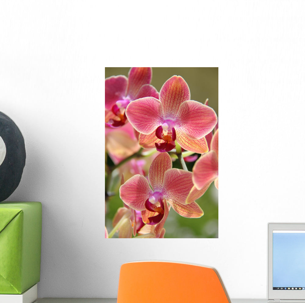 Orchids – Wallmonkeys