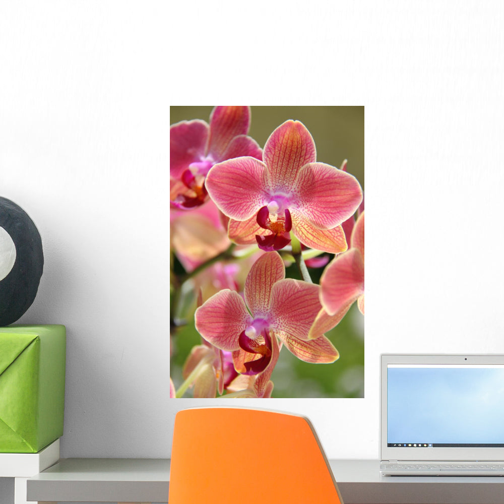 Orchids – Wallmonkeys