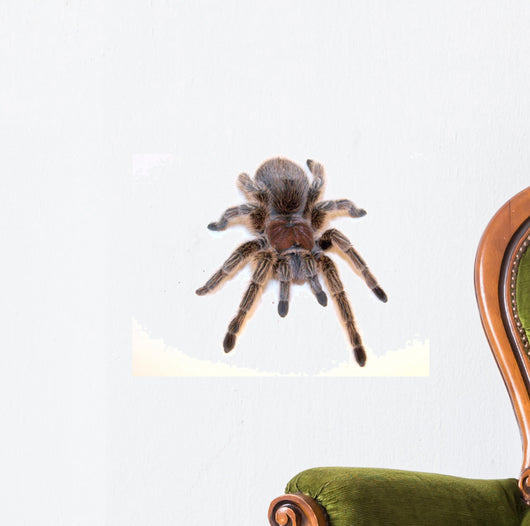 Chilean Rose Hair Tarantula Wall Decal