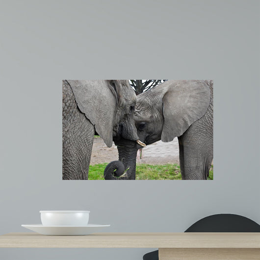 Elephants