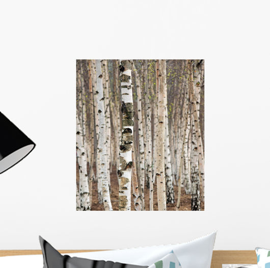 Birch trees in spring Wall Mural