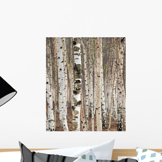 Birch trees in spring Wall Mural