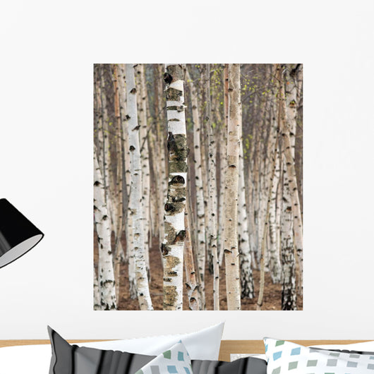 Birch trees in spring Wall Mural