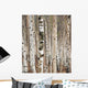 Birch trees in spring Wall Mural