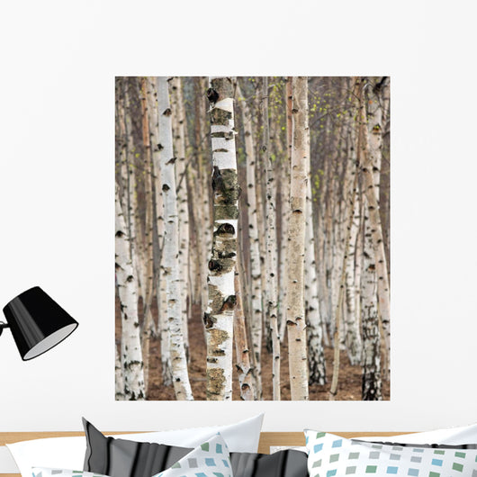 Birch trees in spring Wall Mural