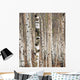 Birch trees in spring Wall Mural