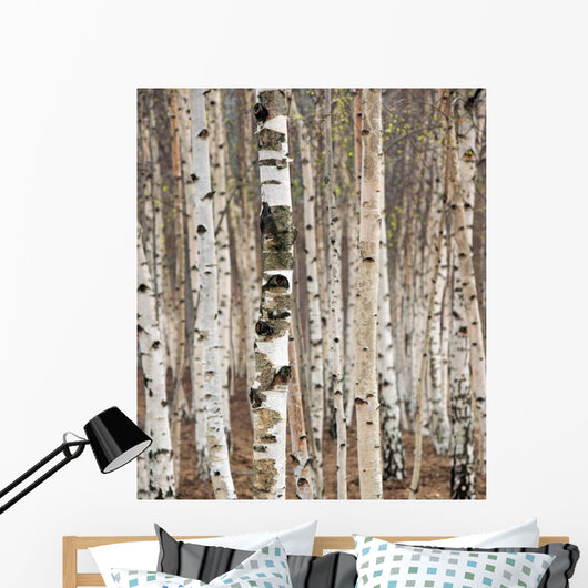 Birch trees in spring Wall Mural