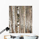 Birch trees in spring Wall Mural