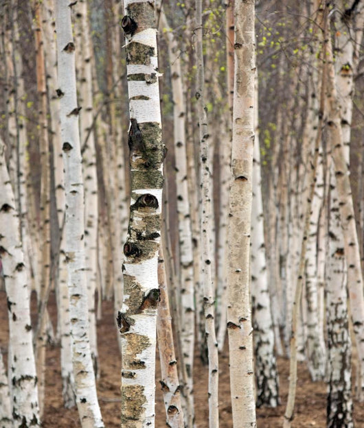 Birch trees in spring Wall Mural