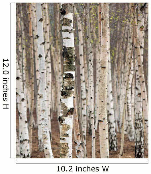 Birch trees in spring Wall Mural