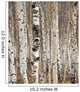 Birch trees in spring Wall Mural