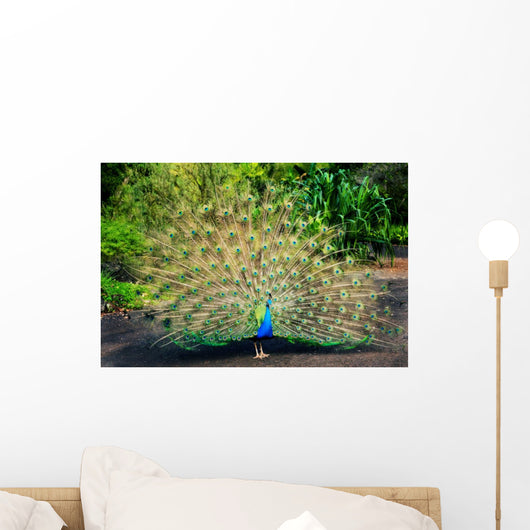 Peacock with Feathers Spread Wall Mural