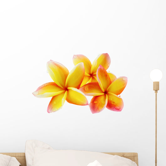 Fleurs Frangipanier Fond Blanc