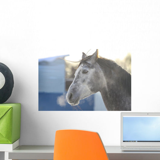 Grey Stallion