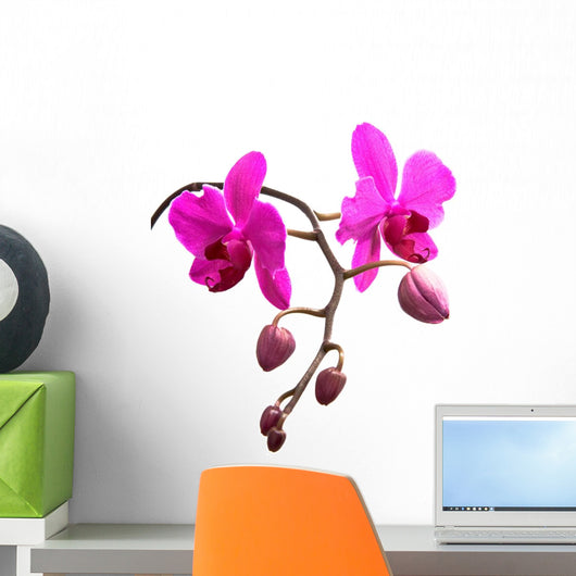 Orchidee