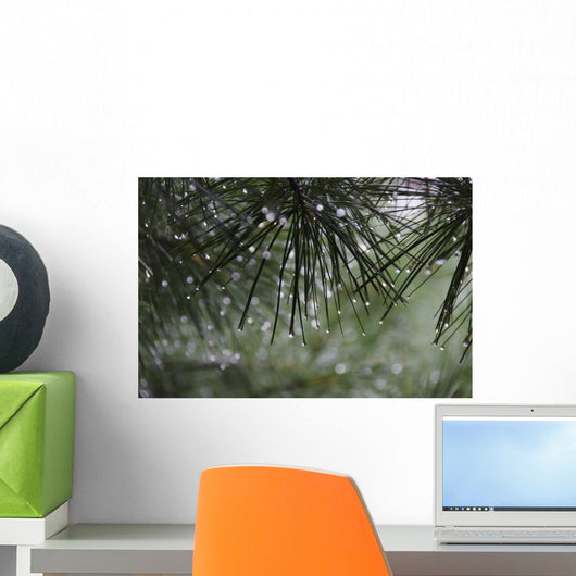 Dew Drops Pine Needles Wall Decal