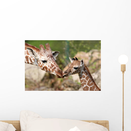Giraffes Young Carlo