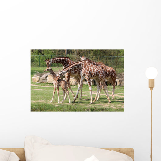 Giraffes Young Carlo