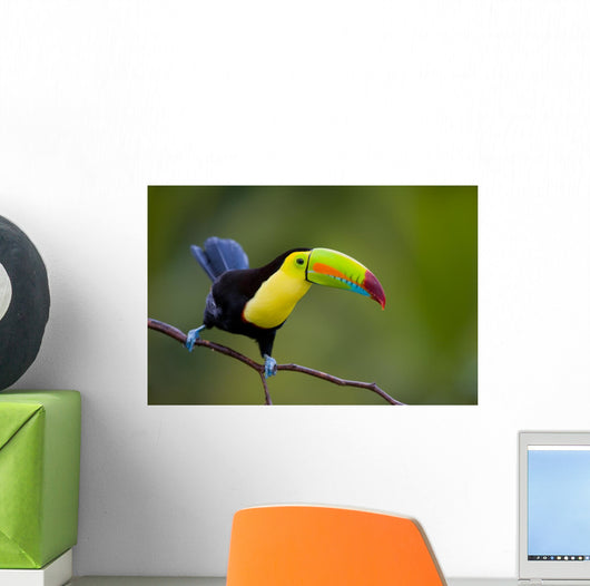 Keel Billed Toucan, from Central America. Wall Mural