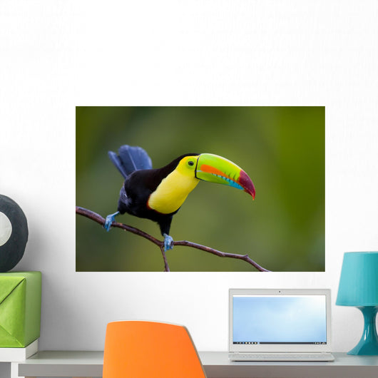 Keel Billed Toucan, from Central America. Wall Mural