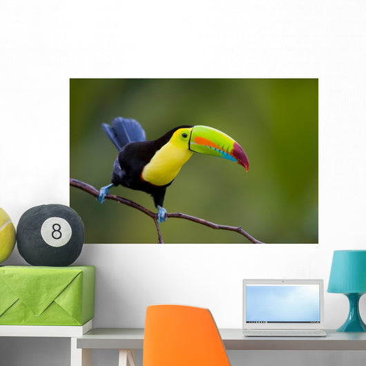 Keel Billed Toucan, from Central America. Wall Mural