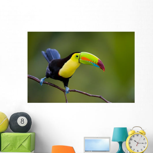 Keel Billed Toucan, from Central America. Wall Mural