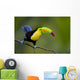 Keel Billed Toucan, from Central America. Wall Mural