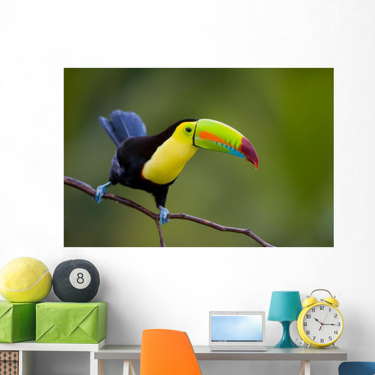 Keel Billed Toucan, from Central America. Wall Mural