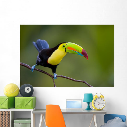 Keel Billed Toucan, from Central America. Wall Mural