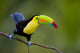 Keel Billed Toucan, from Central America. Wall Mural