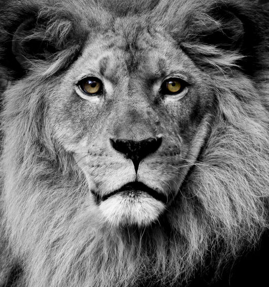 Lion Eyes Wall Mural