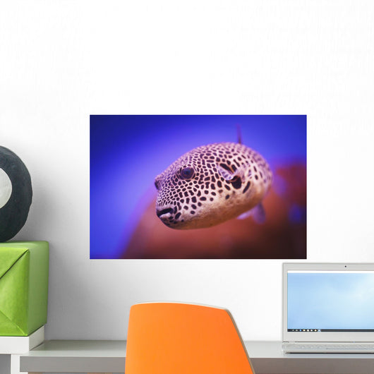 Blackspotted puffer ;Israel Wall Mural